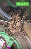 Poecilotheria ornata - Fringed Ornamental - NV SALES ONLY!!