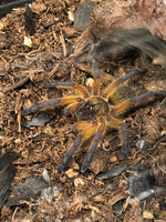 Harpactira pulchripes - Golden Blue-Legged Baboon