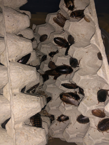 Blaptica dubia