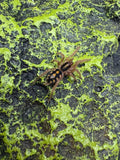 Hapalopus sp. Colombia Lg. - Pumpkin Patch