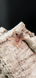 Neoholothele incei - Trinidad Olive/Gold Dwarf