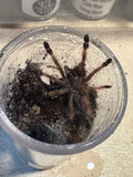 Psalmopoeus reduncus - Costa Rican Orange Mouth