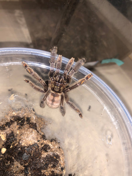 Psalmopoeus irminia - Venezuelan Suntiger