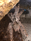 Heteroscodra maculata Togo Starburst Baboon