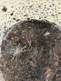 Tliltocatl albopilosus - Curly Hair