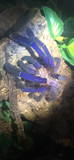 Omothymus violaceopes - Singapore Blue