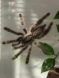 Heteroscodra maculata Togo Starburst Baboon