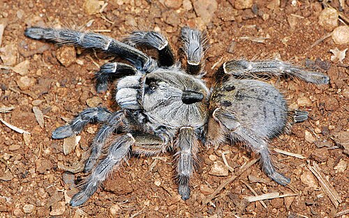 Ceratogyrus darlingi - Rear-Horned Baboon