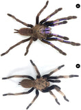 Chilobrachys natanicharum - Electric Blue