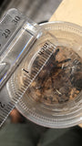 Poecilotheria ornata - Fringed Ornamental - NV SALES ONLY!!