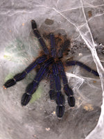 Omothymus violaceopes - Singapore Blue