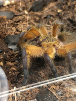 Harpactira pulchripes - Golden Blue-Legged Baboon