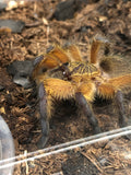 Harpactira pulchripes - Golden Blue-Legged Baboon