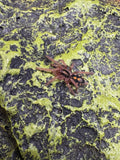 Hapalopus sp. Colombia Lg. - Pumpkin Patch