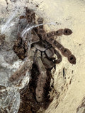 Heteroscodra maculata Togo Starburst Baboon