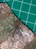 Pterinochilus murinus - DCF Baboon