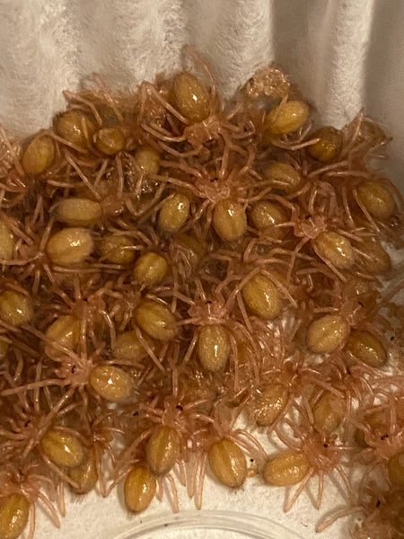 Poecilotheria ornata - Fringed Ornamental - NV SALES ONLY!!