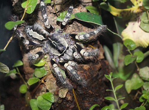 Poecilotheria striata - Mysore Ornamental