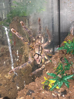 Poecilotheria ornata - Fringed Ornamental - NV SALES ONLY!!