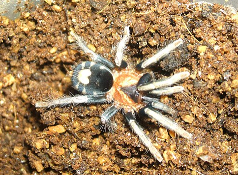 Cyriocosmus elegans - Trinidad Dwarf Tiger