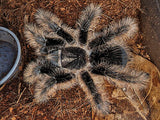 Tliltocatl albopilosus - Curly Hair