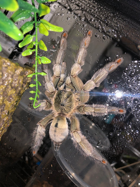 Psalmopoeus cambridgei - Trinidad Chevron