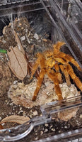 Pterinochilus murinus - OCF Baboon