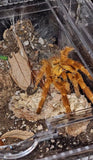 Pterinochilus murinus - OCF Baboon