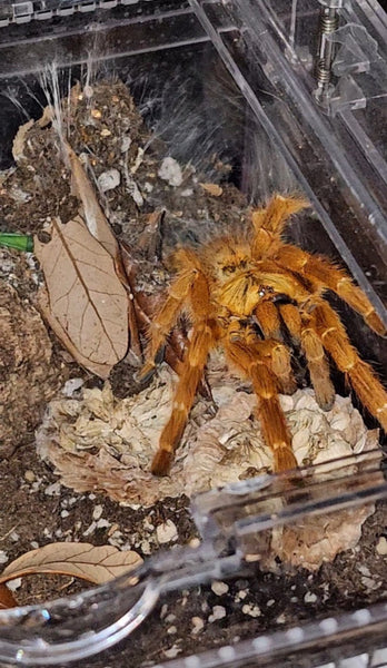 Pterinochilus murinus - OCF Baboon