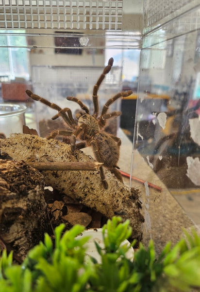 Pterinochilus murinus - BCF Baboon