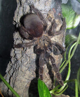 Psalmopoeus reduncus - Costa Rican Orange Mouth