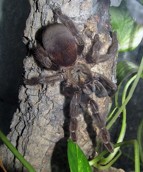 Psalmopoeus reduncus - Costa Rican Orange Mouth