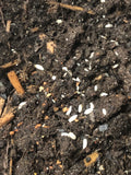 Trichorhina tomentosa - Dwarf White Isopods