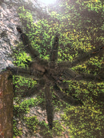 Psalmopoeus irminia - Venezuelan Suntiger