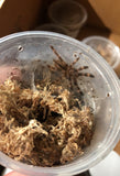 Poecilotheria ornata - Fringed Ornamental - NV SALES ONLY!!