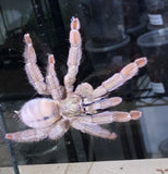 Psalmopoeus cambridgei - Trinidad Chevron