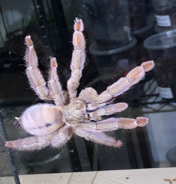 Psalmopoeus cambridgei - Trinidad Chevron