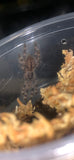 Poecilotheria smithi - Yellow Backed Ornamental - NV SALES ONLY!!