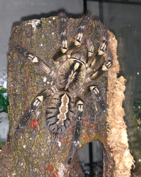 Poecilotheria ornata - Fringed Ornamental - NV SALES ONLY!!