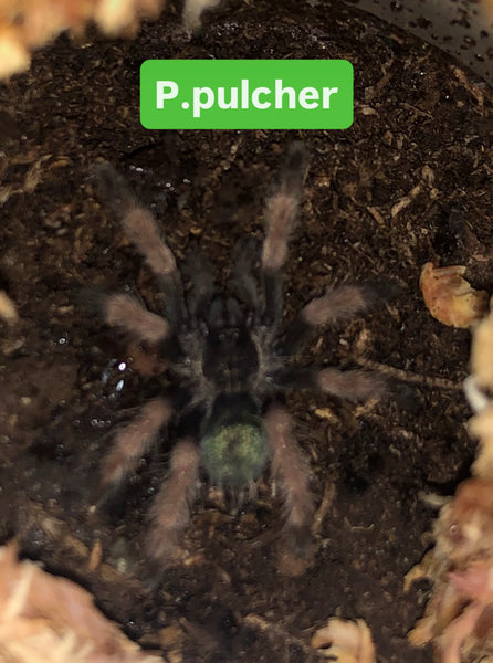 Psalmopoeus pulcher - Panama Blonde