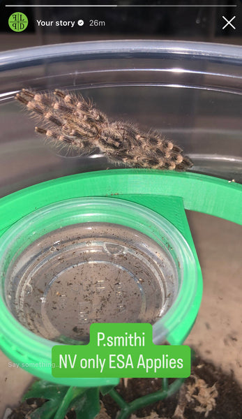 Poecilotheria smithi - Yellow Backed Ornamental - NV SALES ONLY!!