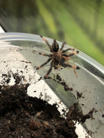 Psalmopoeus cambridgei - Trinidad Chevron