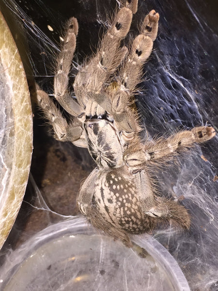 Heteroscodra maculata Togo Starburst Baboon