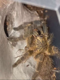 Pterinochilus murinus - DCF Baboon