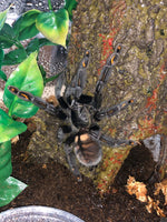 Psalmopoeus irminia - Venezuelan Suntiger