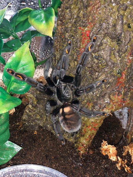 Psalmopoeus irminia - Venezuelan Suntiger