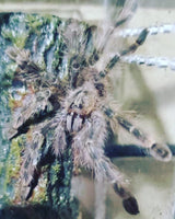Poecilotheria rufilata - Red Slate Ornamental