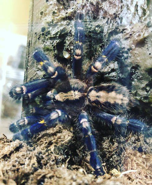 Poecilotheria metallica - Gooty Sapphire Ornamental