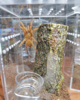 Pterinochilus murinus - OCF Baboon