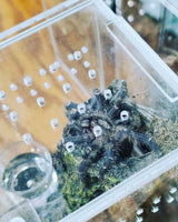 Poecilotheria metallica - Gooty Sapphire Ornamental